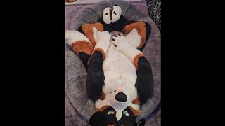 Good Boy @AngryBarks jerks off and edges with you