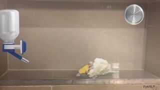 MY PET TINY - I BUILT A TERRARIUM TO KEEP MY LITTLE BUDDY SAFE - MANLYFOOT - HOW SHOULD I TREAT HIM