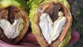 BUSTING NUTS WITH MY FEET MANLYFOOT FLIP FLOP LIFE VISIT AN AUSTRALIAN WINERY ep 2