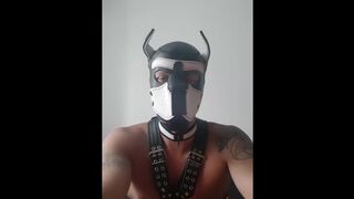 Dog roles, gay porn fetish