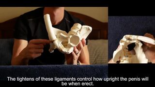 Penis Ligaments and Erection Angle: Prop demonstration stretching explained