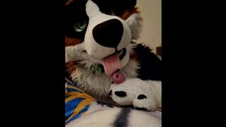 One Night with ManedStripes