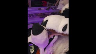 Playing with my boy's paws and muzzle (18+) @LewdMindedLynx and @AngryBarks