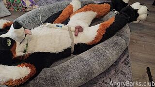 Crate Training the Puppy