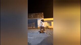Putting dildo in my ass and wearing panties, wearing a chastity belt and showing off on the street