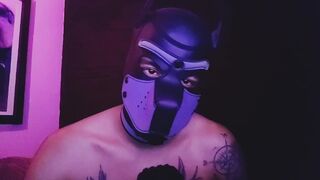 Alpha ASMR master pup