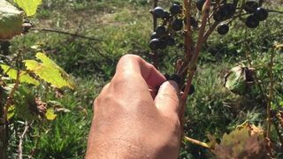 Visiting an Australian winery ep 1 Flip flop life Manlyfoot