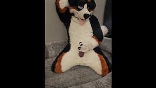 Fertility Check! Stud Dog @AngryBarks Milks his Heavy Balls and puts his Cum under a Microscope