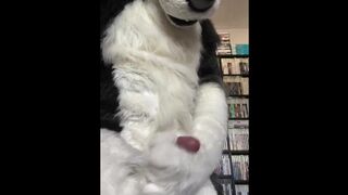 Eclipse Husky Jerk Off and Cumshot
