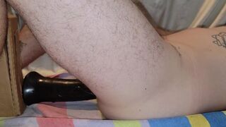 18 in horse cock belly bulge makes me cum